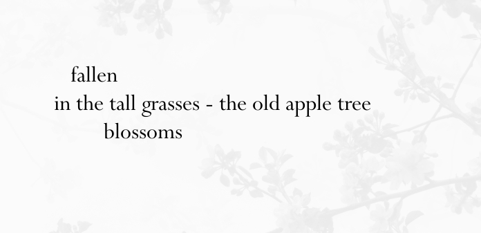 haiku poems about spring. Spring apple tree haiku,