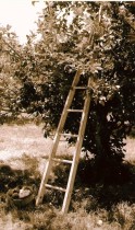 apple ladder