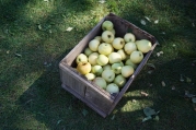 1920-apples