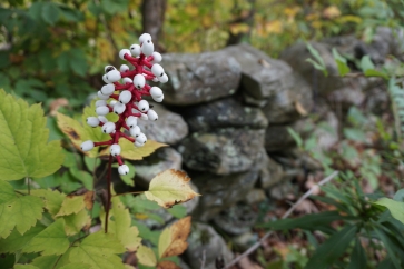 1920-white-berries