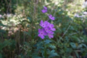 1920-wildflowers-purple